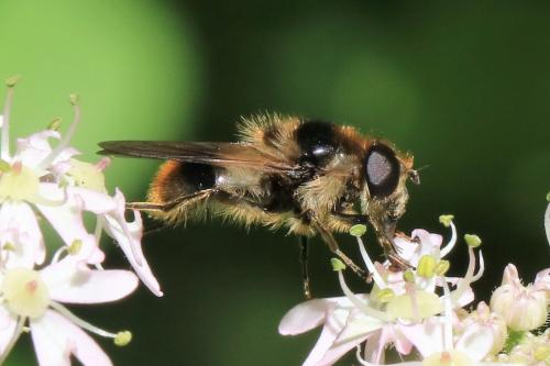 Réf. 274 440 : Cheilosia illustrata